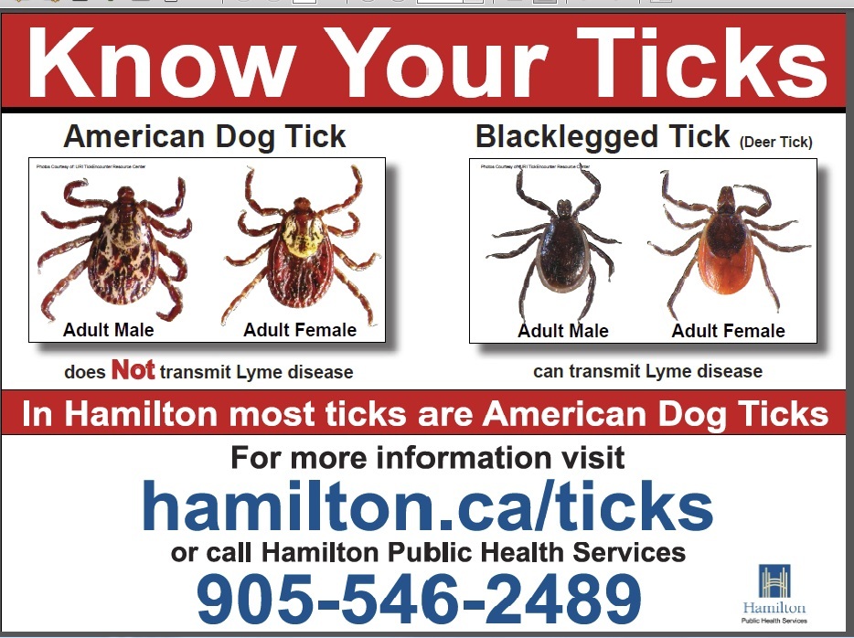 Hamilton now a risk area for Lyme Disease - image