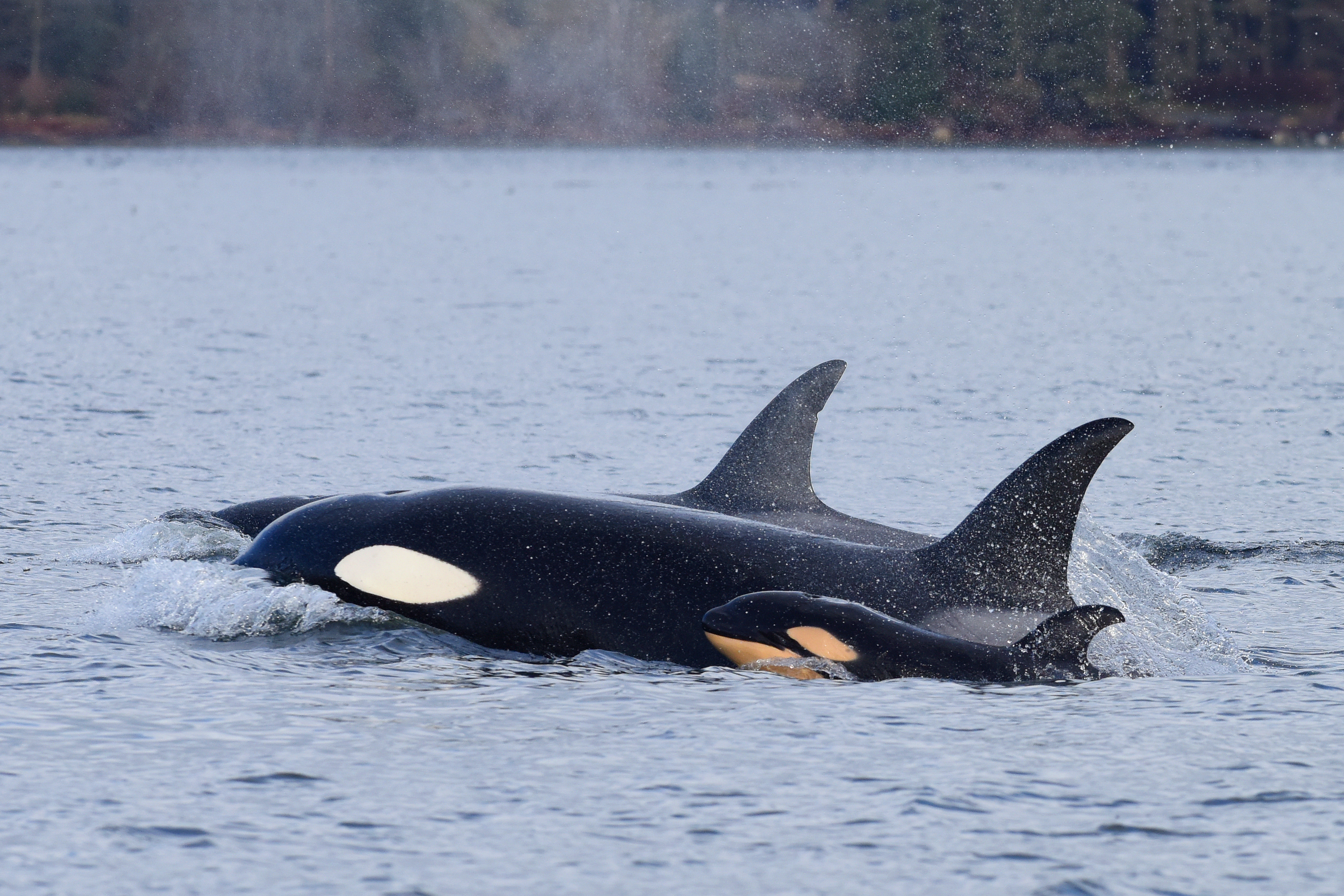 An Orca Killed A Baby Killer Whale In B.C. Waters So He Could Mate With ...