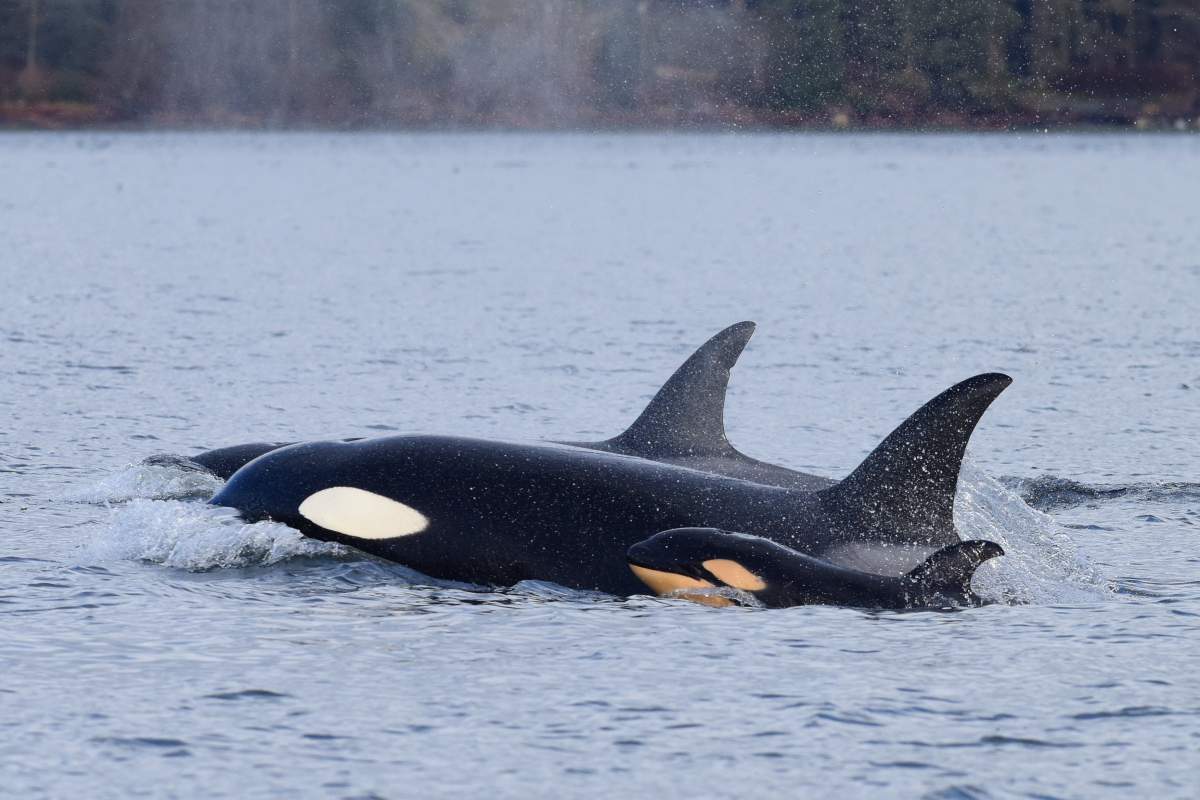 An orca calf, right, that was killed by a male orca on Dec. 2, 2016.