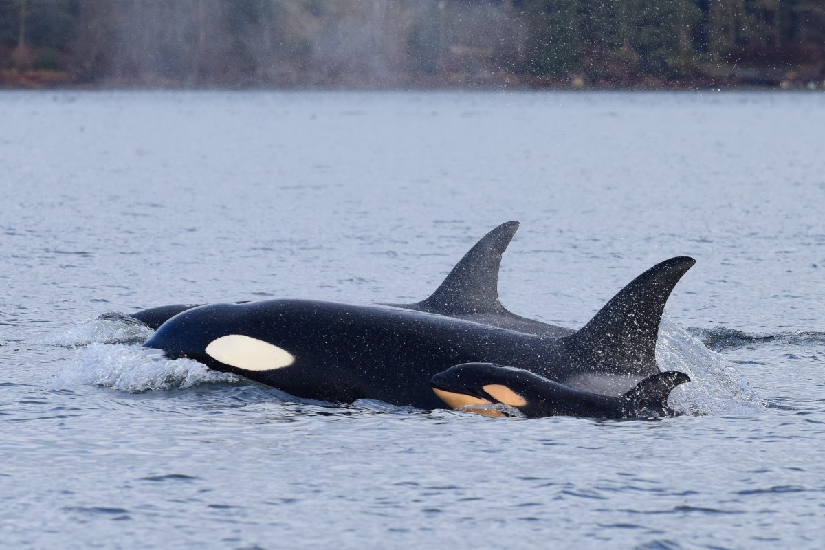 FILE - The first known case of infanticide among orca whales happened off the shores of B.C.