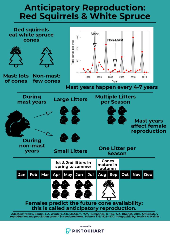 Red squirrels commit ‘sexually selected infanticide’ when food is abundant: Alberta research - image