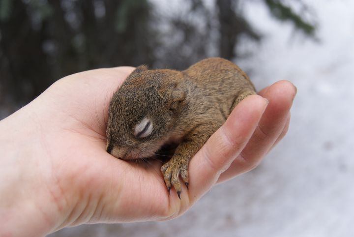 File: A squirrel pup temporarily removed from a nest during Haines' research.