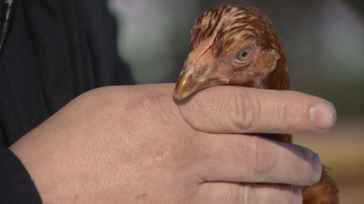 Rent the Chicken takes flight in Saskatchewan - image