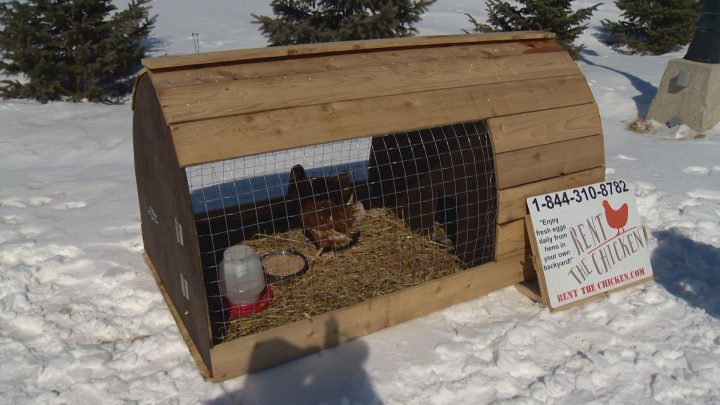 Rent the Chicken takes flight in Saskatchewan - image