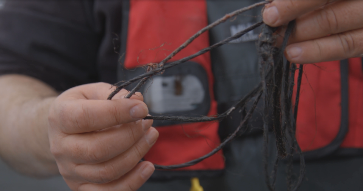 A crew member displays the nylon rope removed from the seal lion\’s neck.