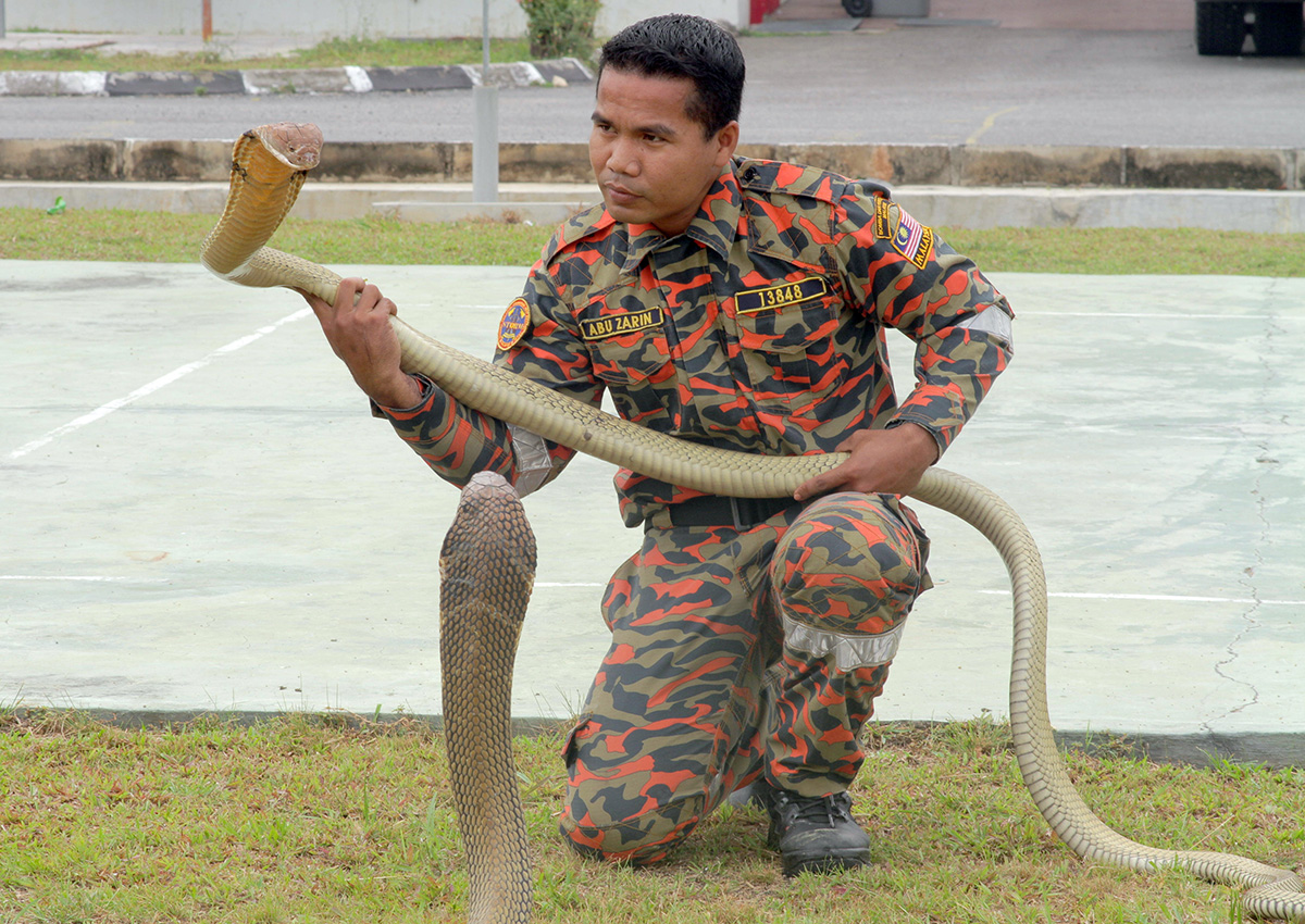 Abu Zarin Hussin handles one of his pet King Cobras as another looks on on March 15, 2017 in Kelantan, Malaysia.