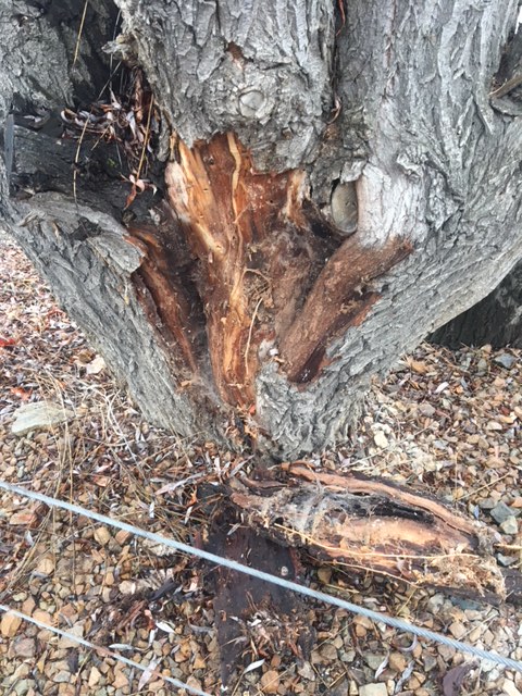 ‘The boys wrestled it to the end like an Amazon anaconda’: Willow tree root causes problems in Osoyoos - image