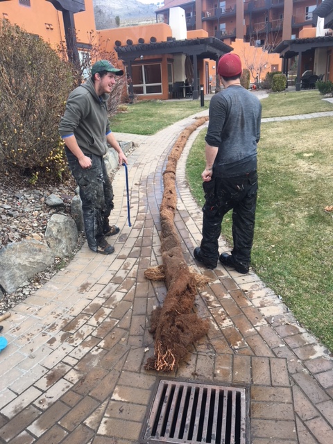‘The boys wrestled it to the end like an Amazon anaconda’: Willow tree root causes problems in Osoyoos - image