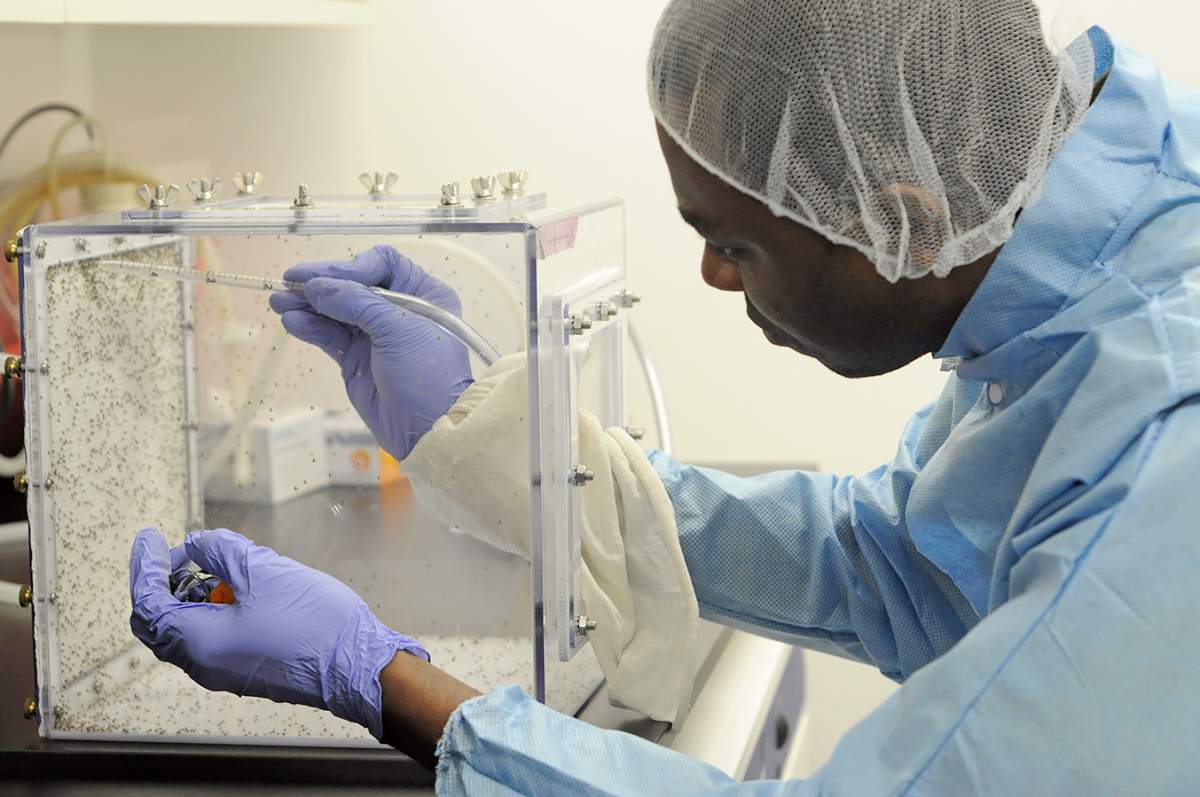 Chukwunonso Nzelu checks the sandflies ahead of them being infected with leishmaniasis.