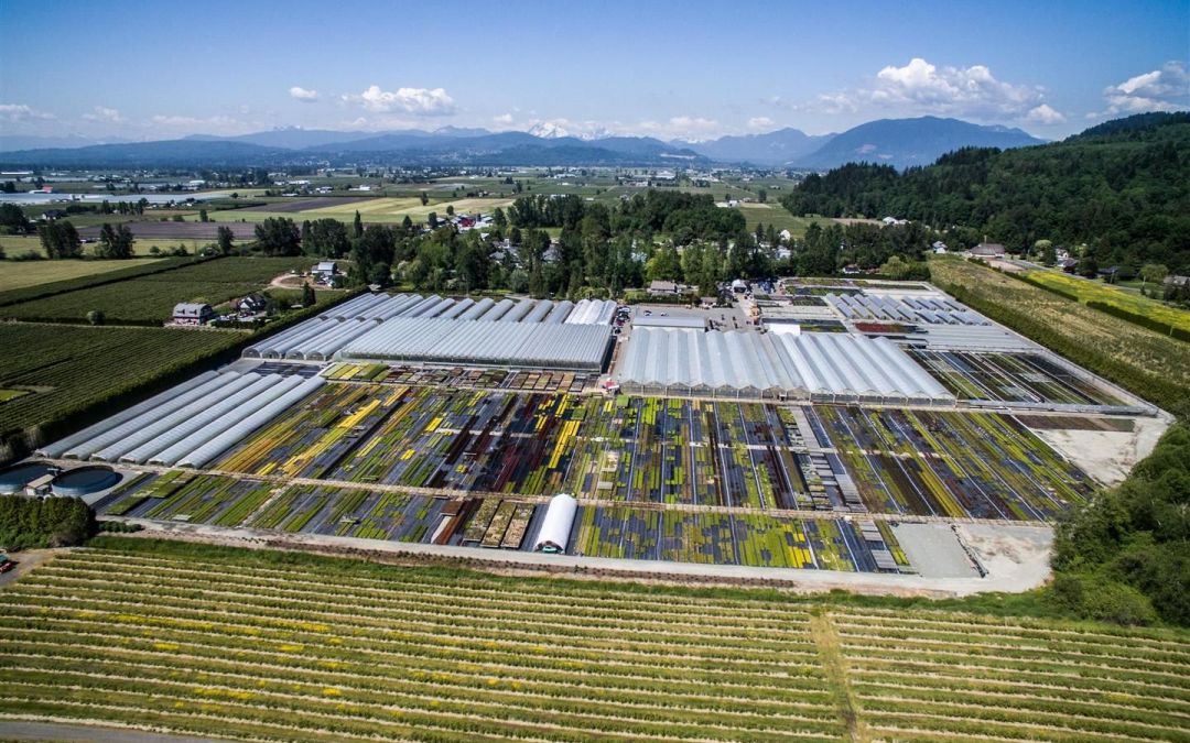 The Van Belle Nursery in Abbotsford is concerned about the costs of the new provincial payroll tax. 