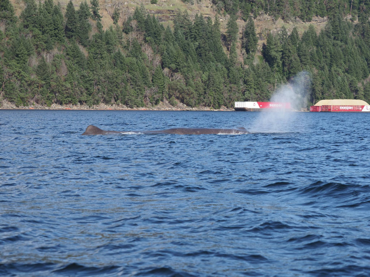 BC Cetacean Sightings Network researchers caught a glimpse of the whale, dubbed “Yukusam.”