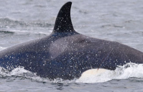 A wounded whale in the area of the Johnstone Strait on Dec. 2, 2016.