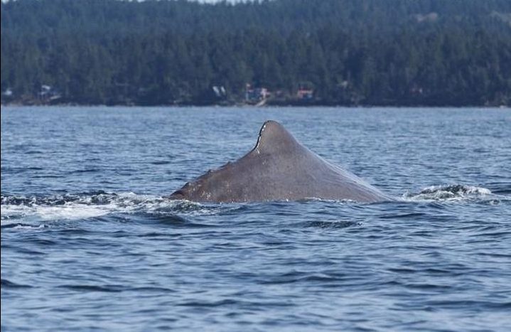 A sperm whale was spotted near Nanaimo, B.C. by researchers with the BC Cetacean Sightings Network.