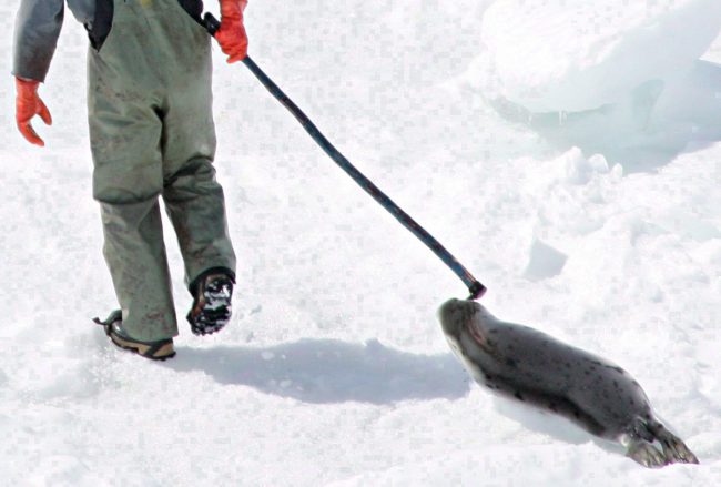 A seal hunter drags a harp seal back to his snowmobile during the annual seal hunt on a ice floe in the Gulf of St. Lawrence on April 2, 2005. 