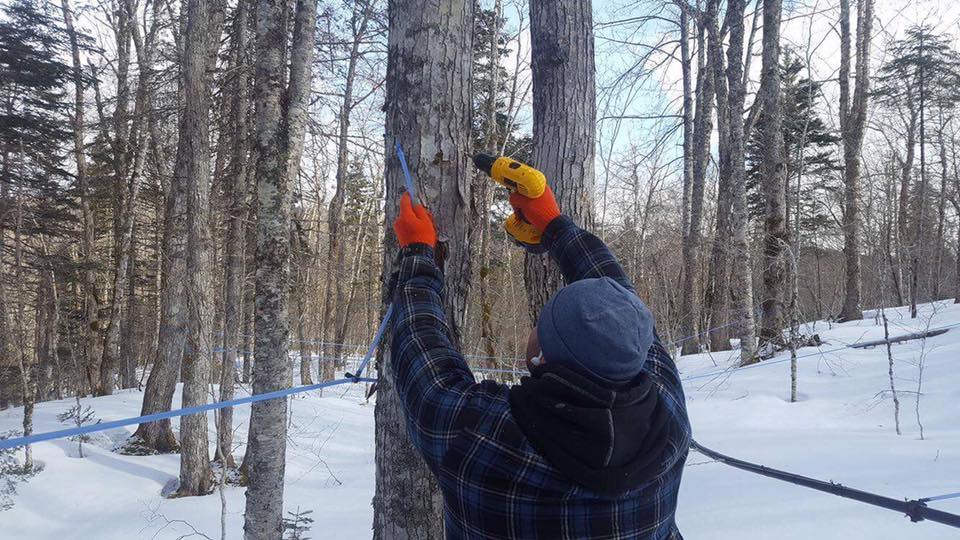 Highland Gold Maple Products, which has produced maple syrup from about 8,000 trees in the Boisdale Hills for more than 15 years, says on its Facebook page that the operation was destroyed by fire Wednesday.