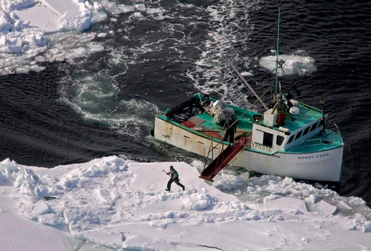 A hunter heads towards a harp seal during the annual East Coast seal hunt in the southern Gulf of St. Lawrence around Quebec's Iles de la Madeleine, March 25, 2009.