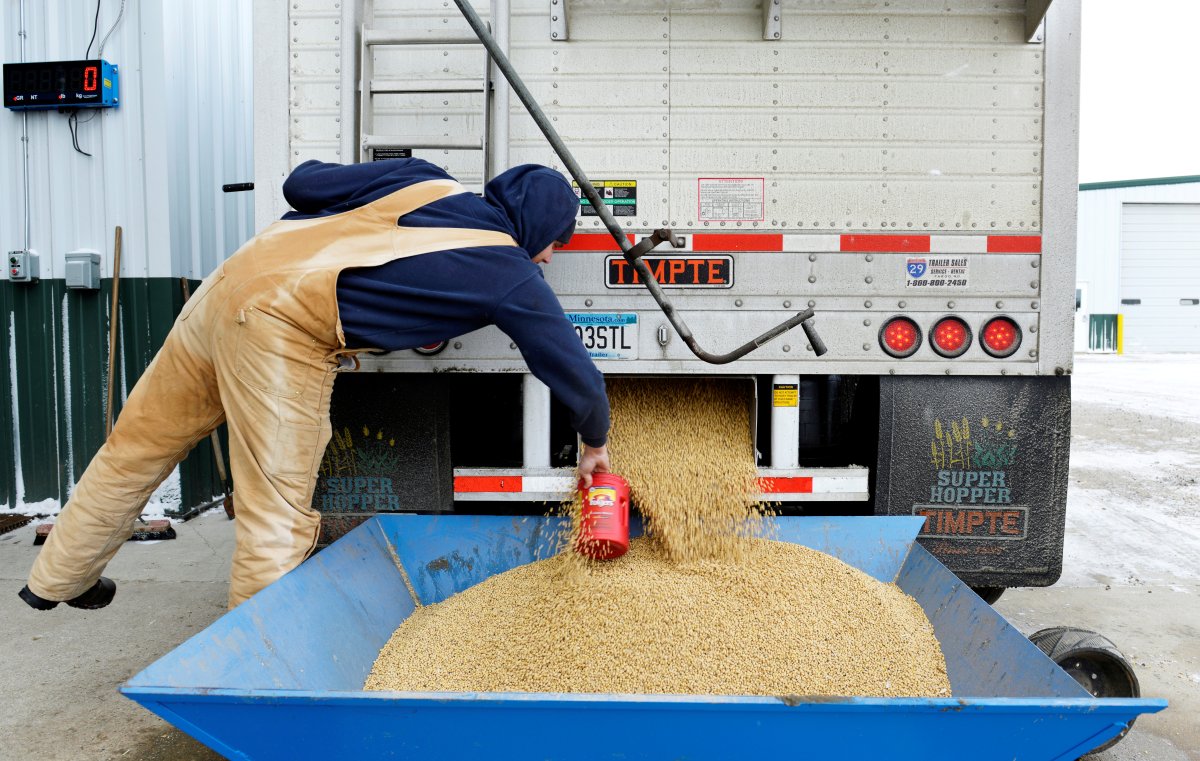 FILE -- A worker takes a sample from an incoming truckload of soybeans at Peterson Farms Seed facility in Fargo, North Dakota, U.S.