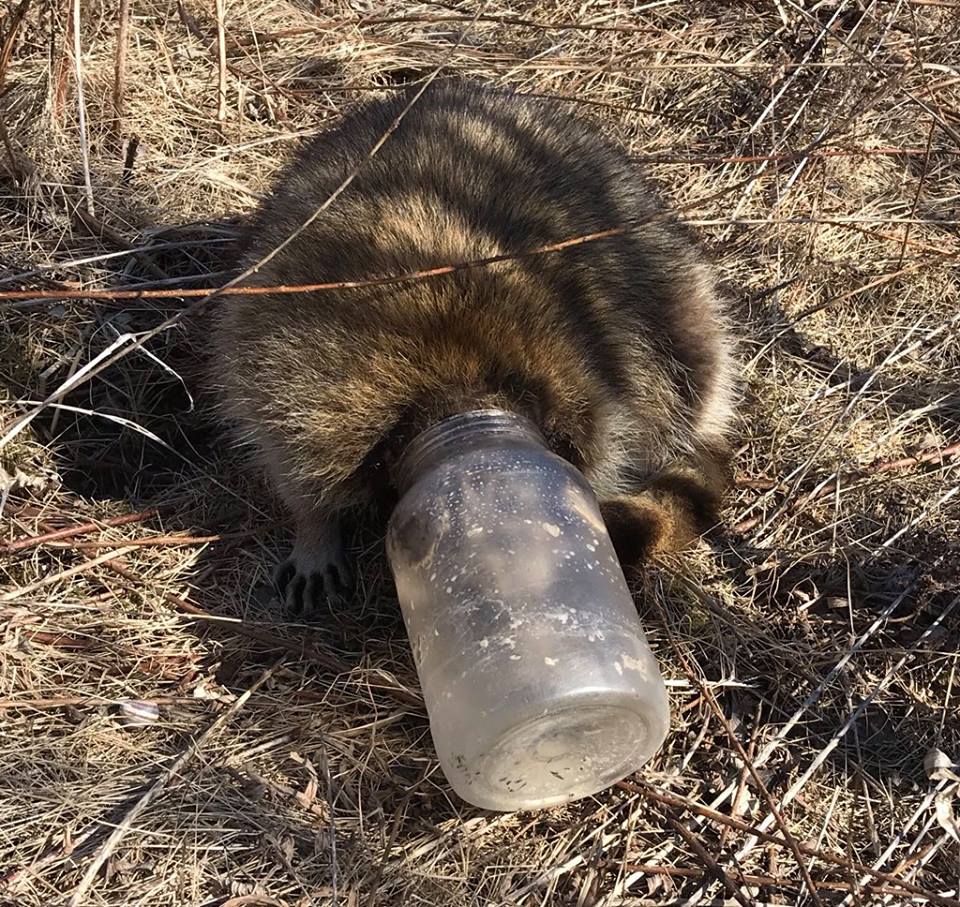 A picture of a raccoon with its head stuck in a jar near a Scarborough ravine.
