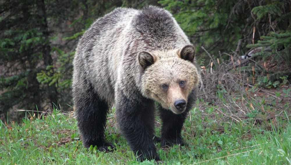Grizzly Bears in Kananaskis Country – Tools for Managing Grizzlies and Bear Populations - image