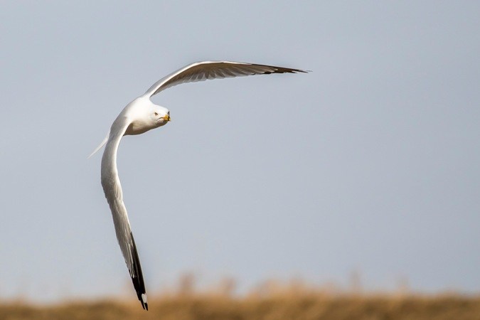 Capture Nature – Photography Contest - image