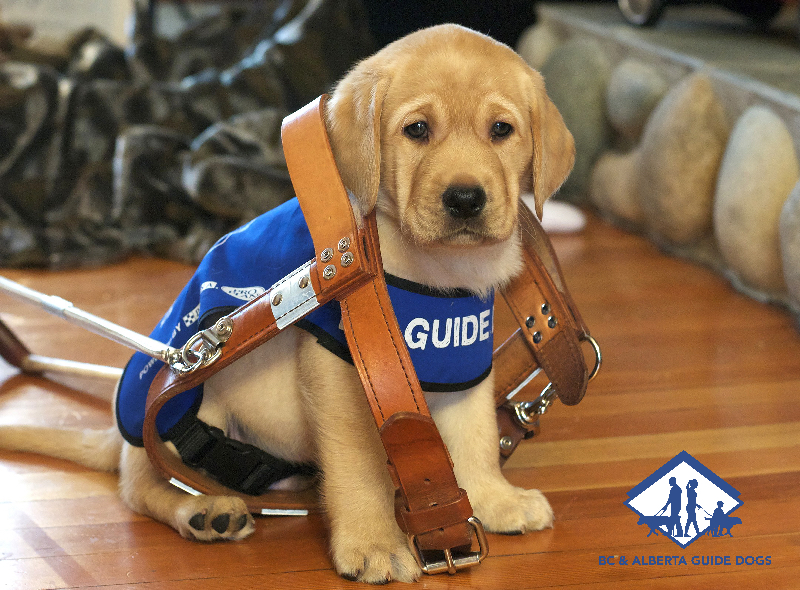 Clothing drive for Alberta Guide Dogs! - image