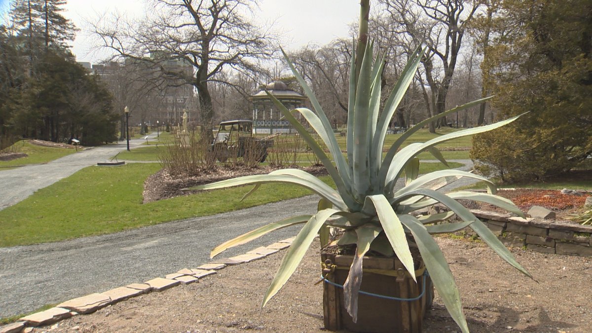 The agave plant at the Halifax Public Gardens has been drawing visitors ever since it began to flower in mid-April.