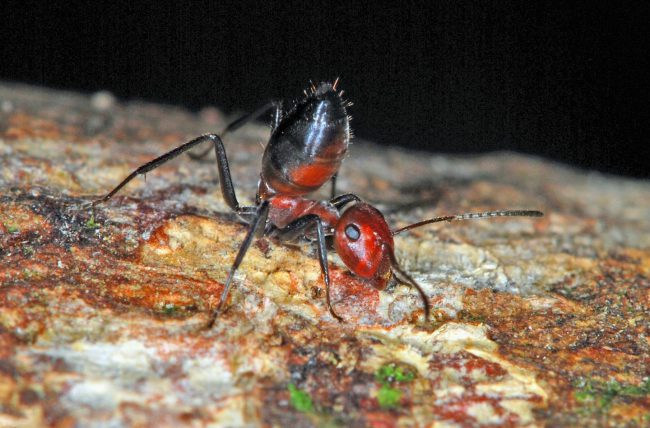 An C. explodens minor worker ant seen with its posterior body raised in a defensive pose.