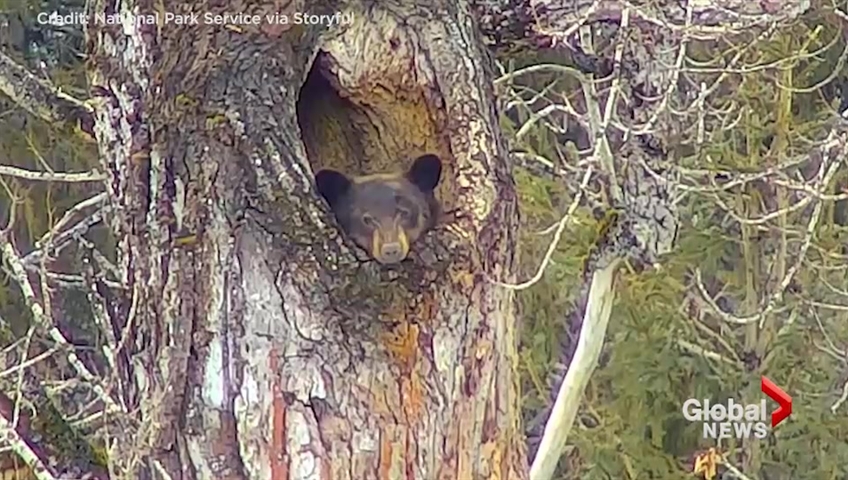 Caught on camera sleepy black bear almost wakes from