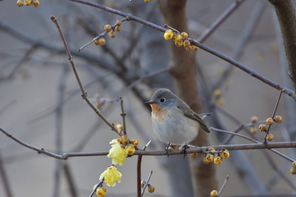 A bird sitting on a tree branch. 