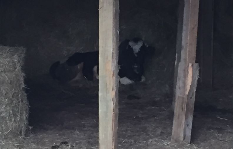 The wayward bull returned home to an Aylesford, N.S. farm on Monday. 