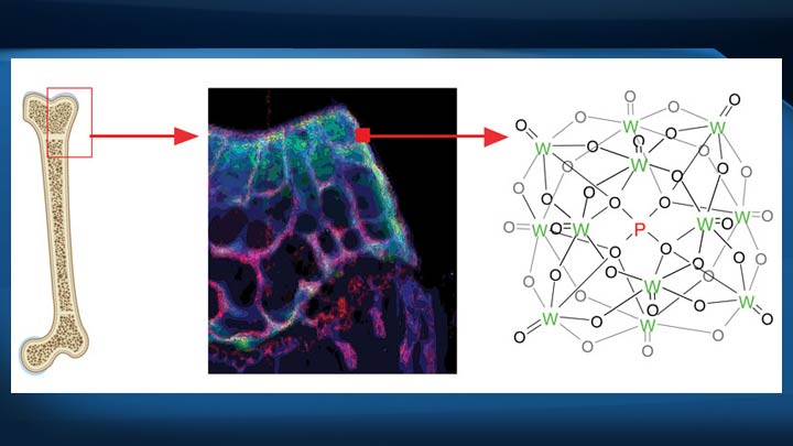 Scientists exposed laboratory mice to tungsten then examined their bones using beamlines at the Canadian Light Source in Saskatoon.