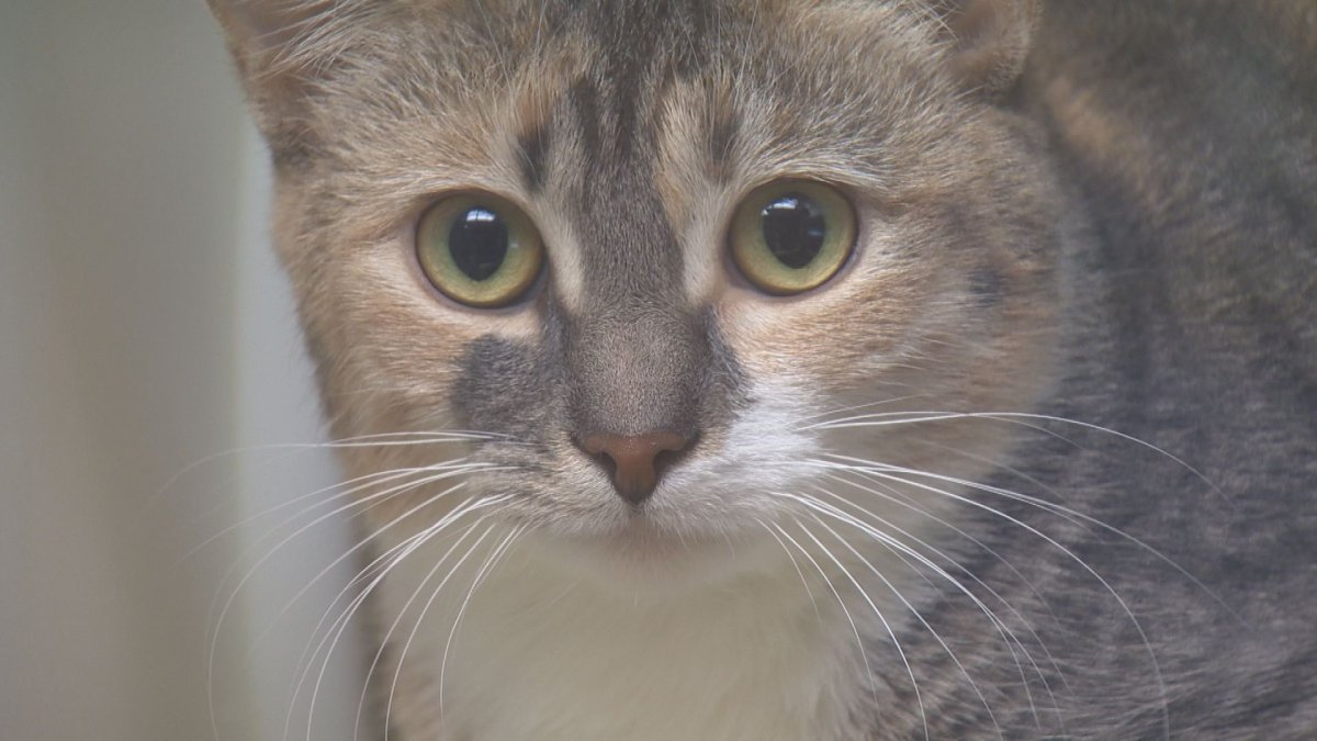 The Regina Humane Society is looking for new foster families ahead of "kitten season".