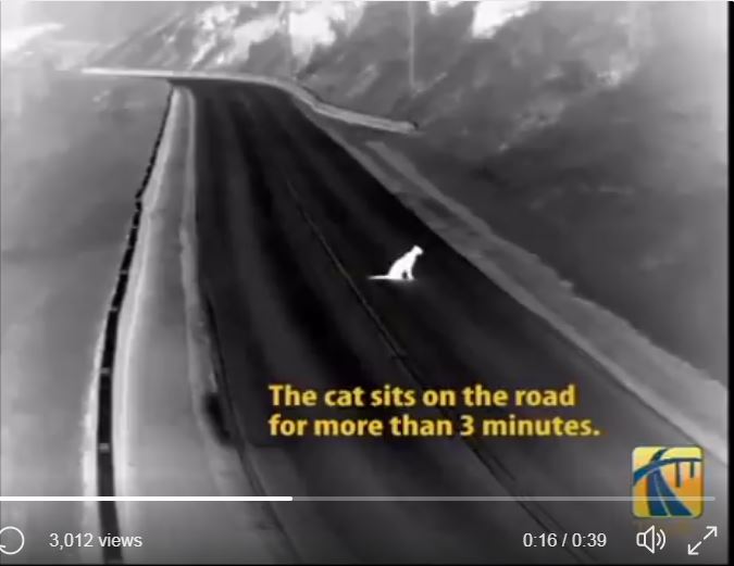 Cougar captured on wildlife detection camera; runs off as truck approaches - image