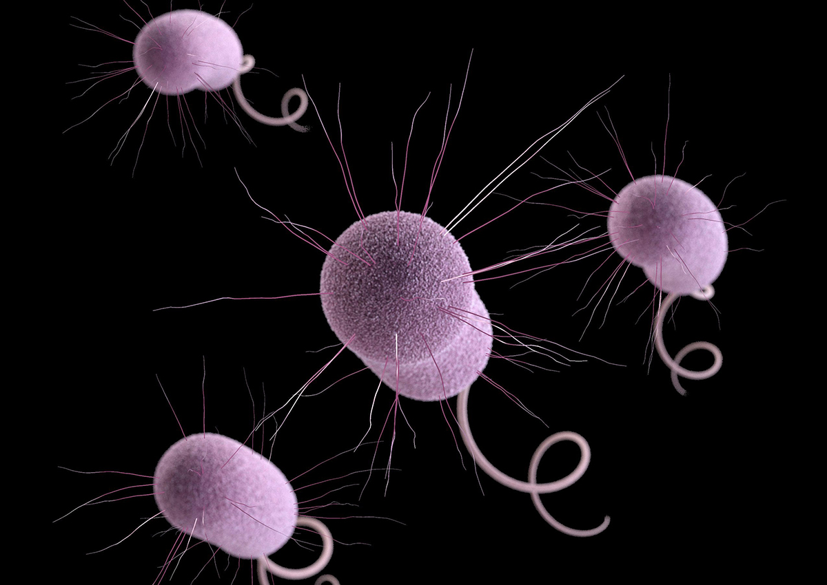 This undated file illustration made available by the Centers for Disease Control and Prevention in Atlanta depicts Pseudomonas aeruginosa bacteria, one of the germs that can evolve to resist antibiotics.