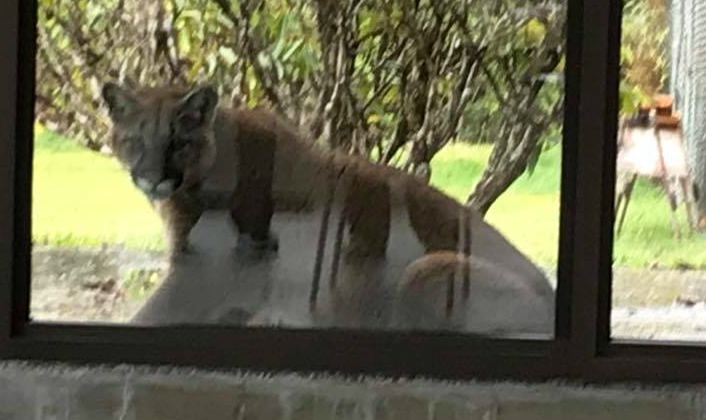 Photo of a cougar, looking into a window at the Port Hardy Hospital.