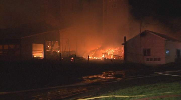 100 cows dead after fire ravages Quebec dairy farm - image