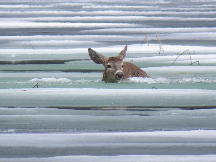 A deer was stuck in the ice on Julian Lake in Woodview, Ont., north of Peterborough. (Bob Teefy photo)
