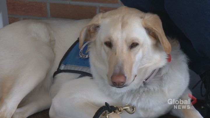 New research at the University of Calgary is looking at how living with a dog can be used to treat patients with chronic pain.