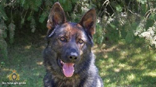Police dog, DAVE, who located the suspect that fled from a scene and was later arrested by the RCMP.