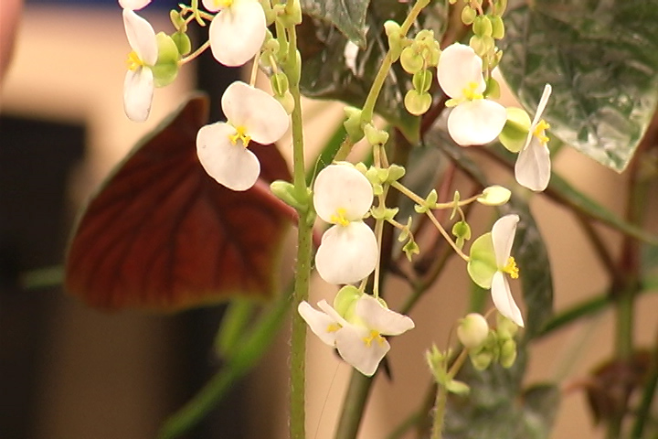 There was a drop in attendance numbers Saturday at the annual Peterborough Garden Show. 