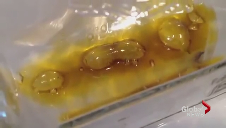 "Shatter" is made by extracting resin from cannabis marijuana.