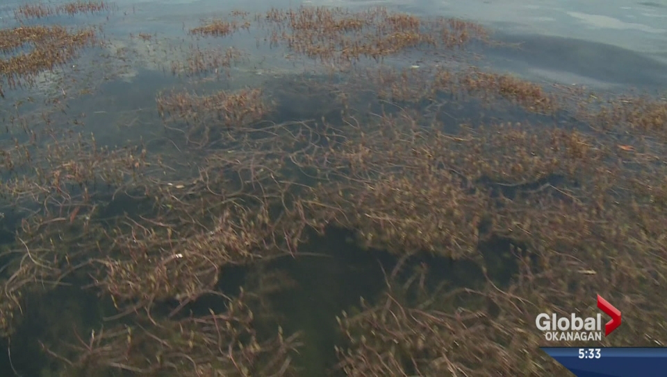 Milfoil, seen in this file image from Global Okanagan, displaces native vegetation and affects fish habitats.