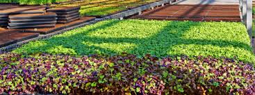 Picture courtesy of Greenbelt Microgreens.