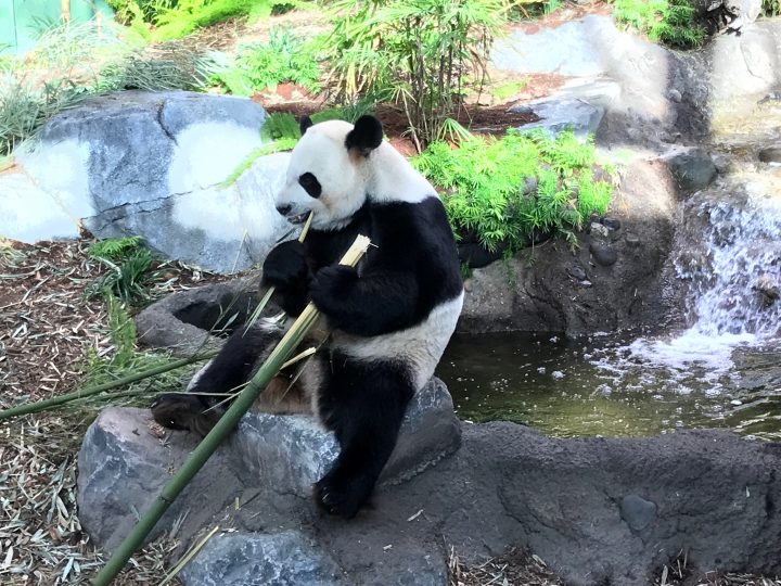 Members of the Calgary Zoo are getting a chance to snap pictures of the new pandas before they're on display for the public.