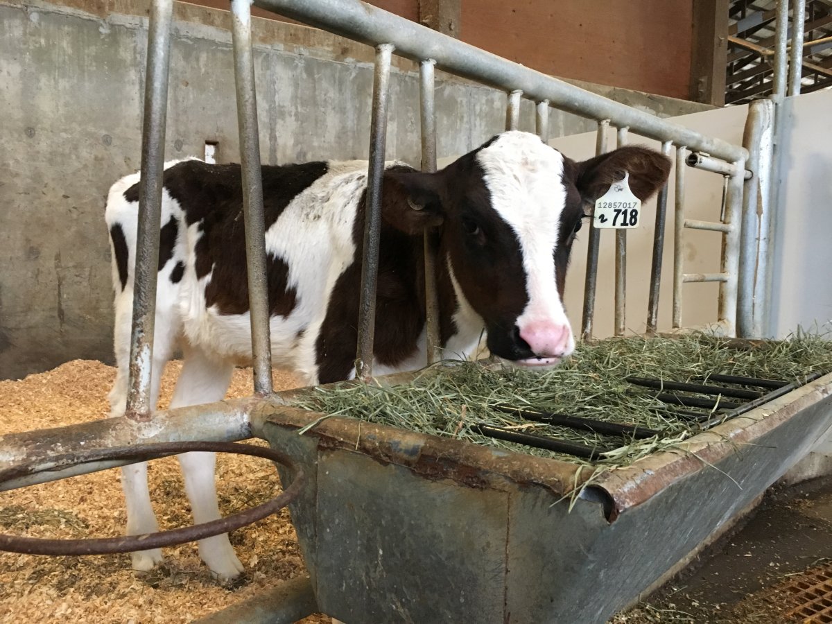Okanagan dairy farmers look for political support as NAFTA negotiations proceed - image