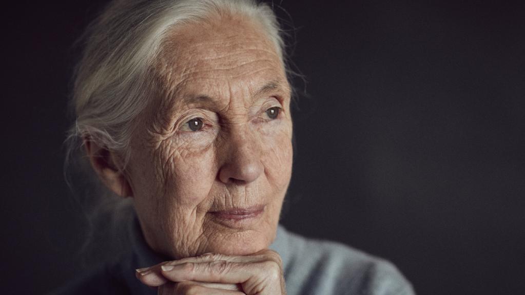 Jane Goodall, 84, still tours the world to talk about her scientific work and discoveries.