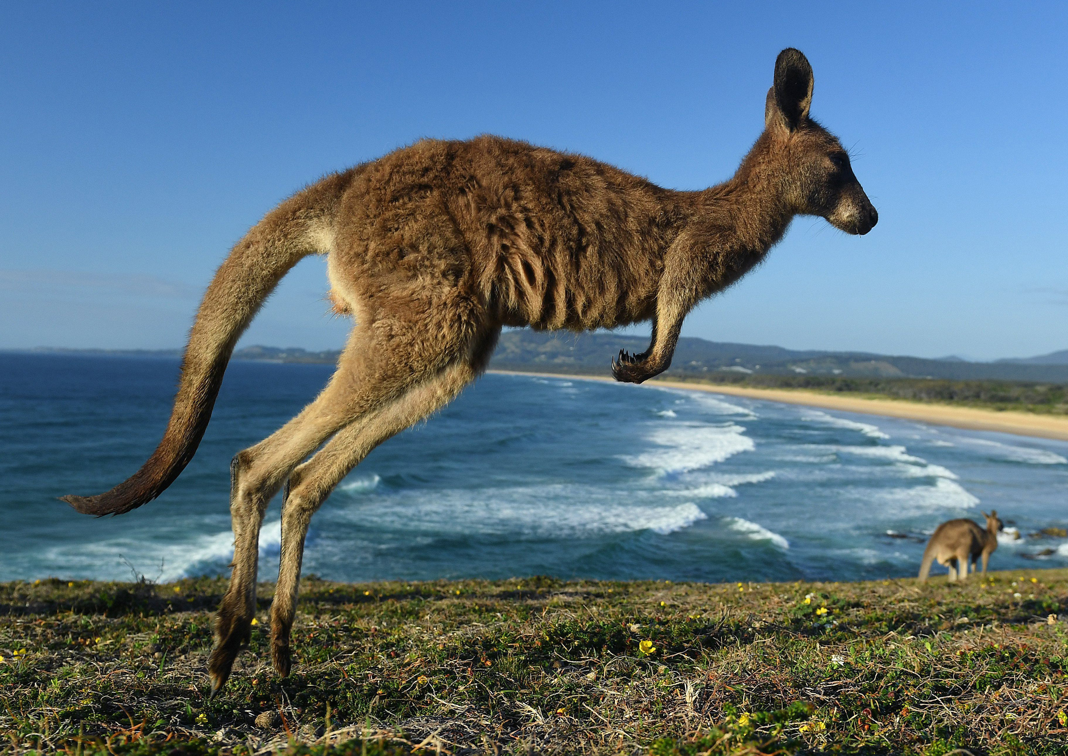 Kangaroo dies after Chinese zoo visitors hurl rocks at it in attempt to  make it hop - National | Globalnews.ca