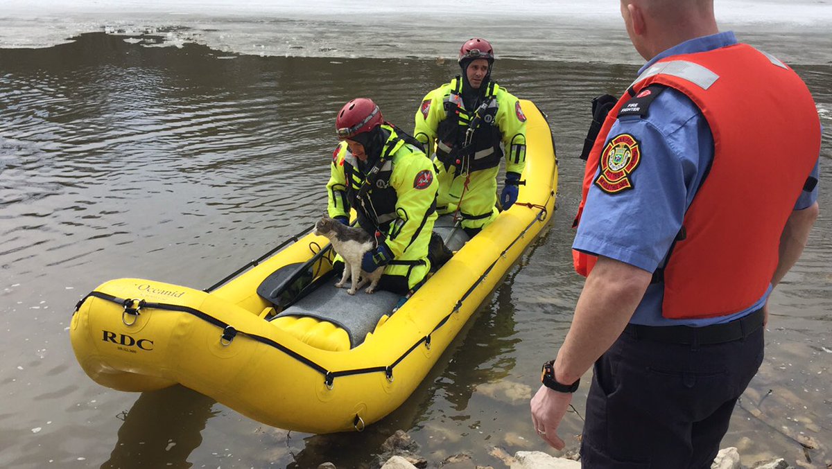 Winnipeg fire crews rescued a cat from the river yesterday.
