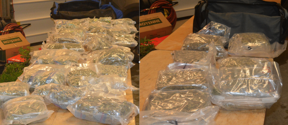 Police have released photos of the cannabis seized in a raid on April 3. Three homes were searched as part of the bust, two in Belleville and one in Quinte West.