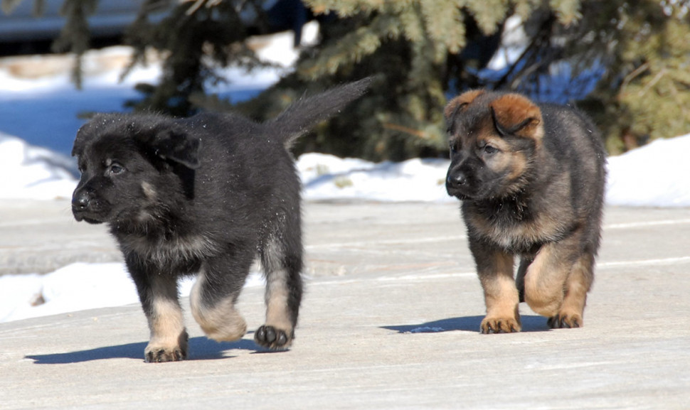 Lazer and Lux, two of the puppies born at the Police Dog Services Training Centre this year.